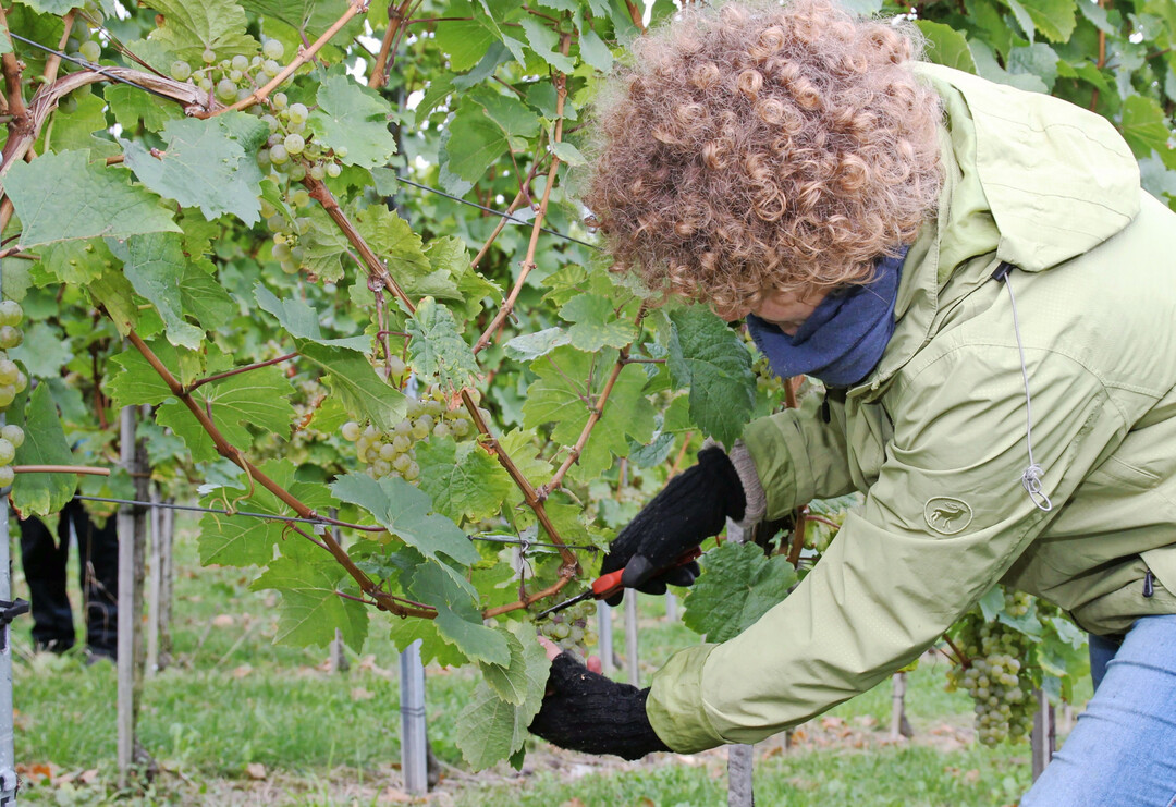 Deutschlands Winzer lesen mehr Wein als im Vorjahr.
