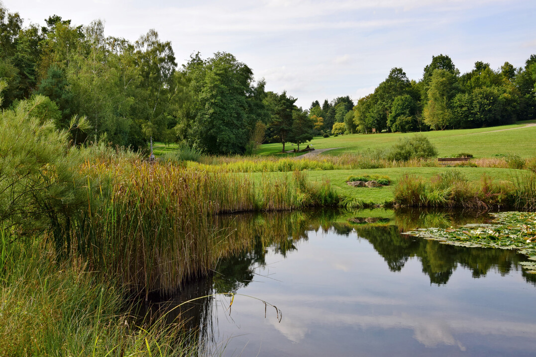 Teich und Wiesen. 
