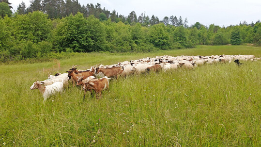 Kleine Weidetiere wie Schafe und Ziegen können leichte Beute für Wölfe werden, wenn sie nicht ausreichend geschützt sind.