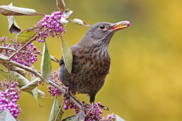 Mit Heckenpflanzungen, die Beeren tragen, wird der Tisch für Vögel reich gedeckt.