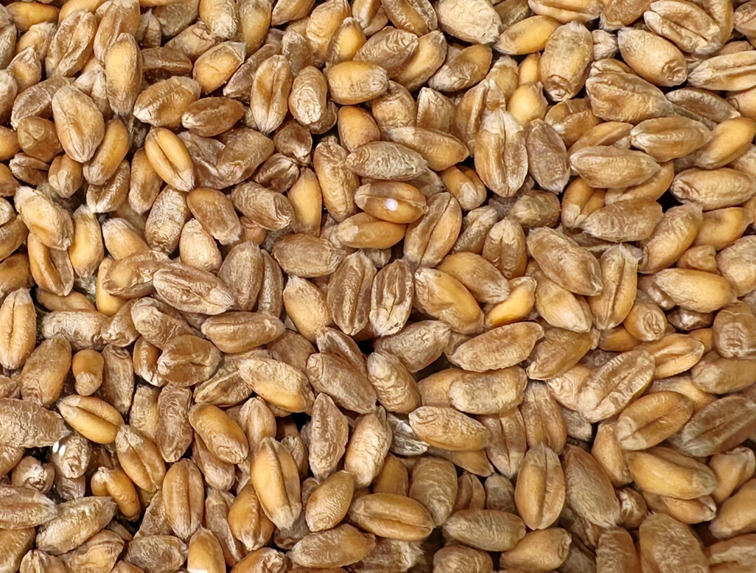 Die Weltmarktpreise fr Weizen gingen im September 2025 den dritten Monat in Folge zurck. 