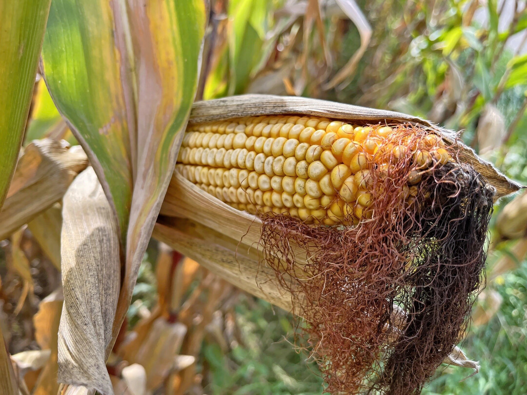 Die Krnermais-Ertrge im Rheintal fallen 2025 insgesamt leicht berdurchschnittlich aus, wobei die Streuung relativ gro ausfllt
