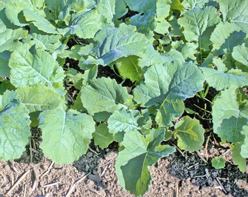 Im Raps gilt es jetzt, Borversorgung und Phoma im Blick zu behalten.