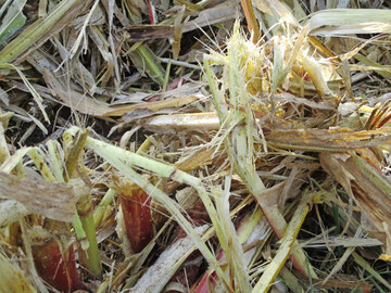 Das sorgfltige Zerkleinern und Auffasern der Maisstoppel zerstrt die Maisznslerlarven in der Stoppel und frdert die Strohrotte.