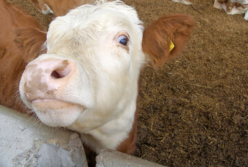 Ein Hinterwlder-Rind.