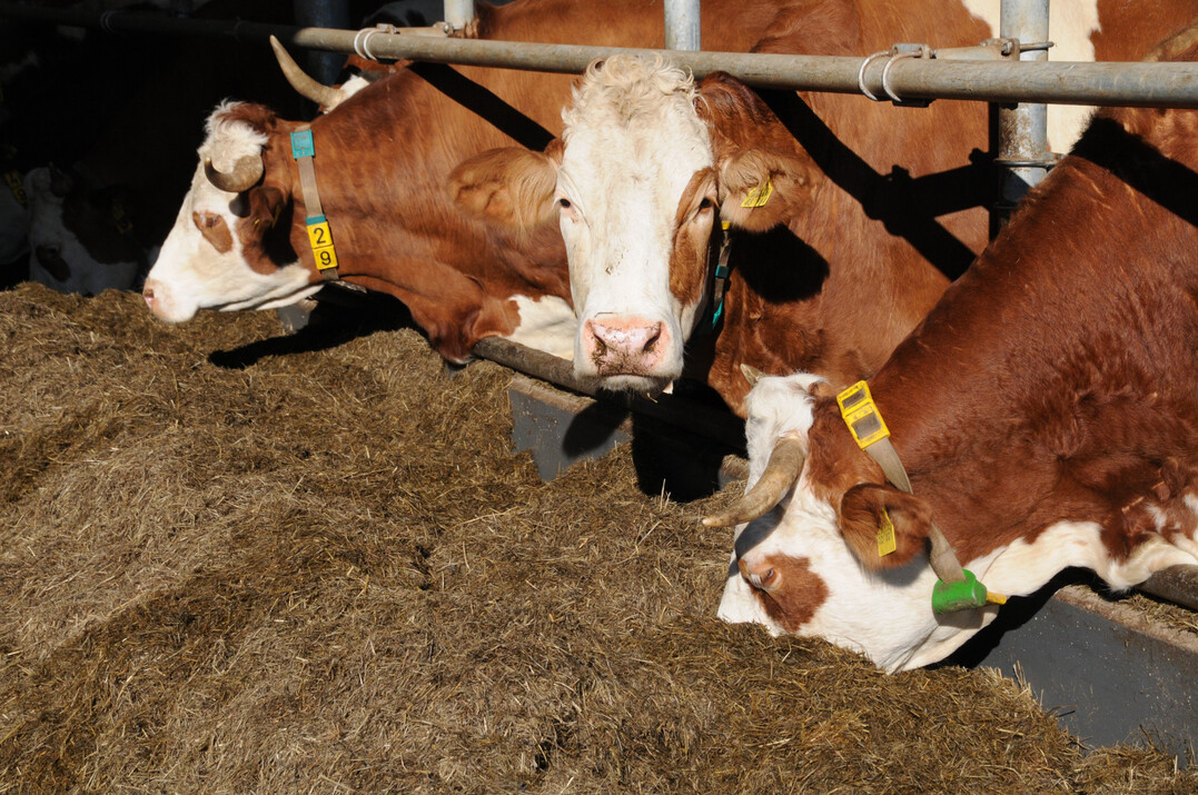 Milchkühe im Laufstall.