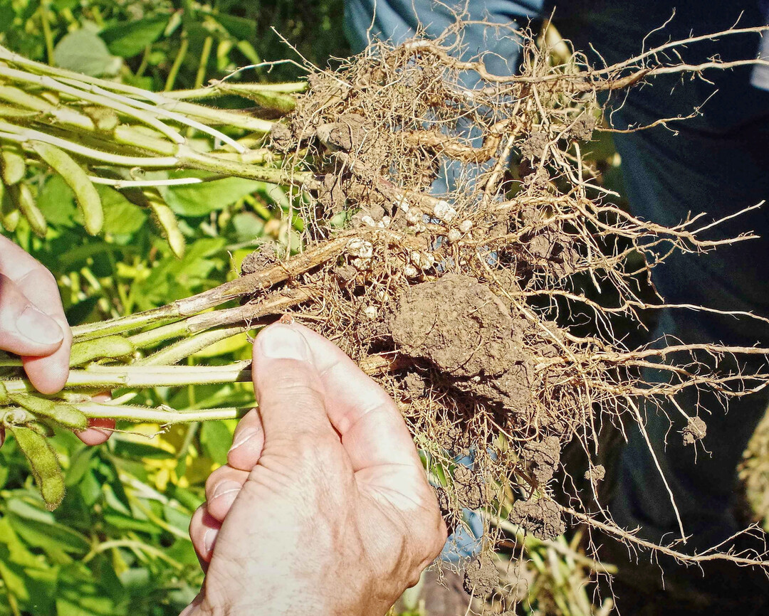 Das LTZ Augustenberg testet regelmäßig Mittel auf Knöllchenbildung und Ertrag. Bewährte Präparate finden sich in den LTZ-Ergebnisberichten.