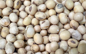 Nach vorlufigen Angaben des Statistischen Bundesamtes wurden 134.300 Tonnen Sojabohnen geerntet. Das entspricht einem Plus von gut 2.500 Tonnen gegenber dem Vorjahr. 