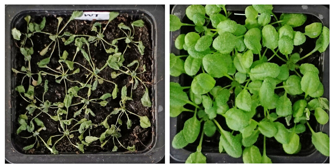 Wildtyp (links) und gentechnisch verbesserte 
<i>Arabidopsis</i>
-Pflanze (rechts) nach Trockenstress.