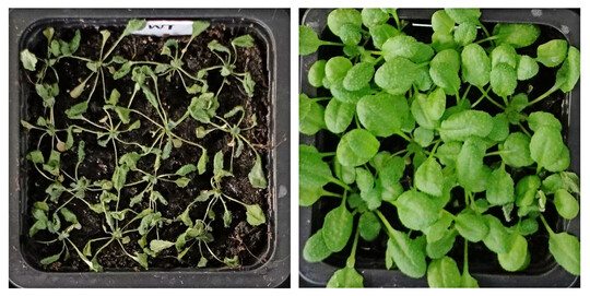 Wildtyp (links) und gentechnisch verbesserte 
<i>Arabidopsis</i>
-Pflanze (rechts) nach Trockenstress.