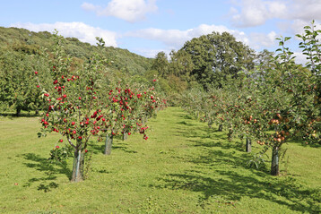 Junge Bäume in der Apfelanlage von Ampleforth Abbey. Sie wird nach und nach verjüngt.