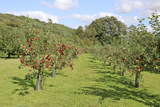 Junge Bäume in der Apfelanlage von Ampleforth Abbey. Sie wird nach und nach verjüngt.