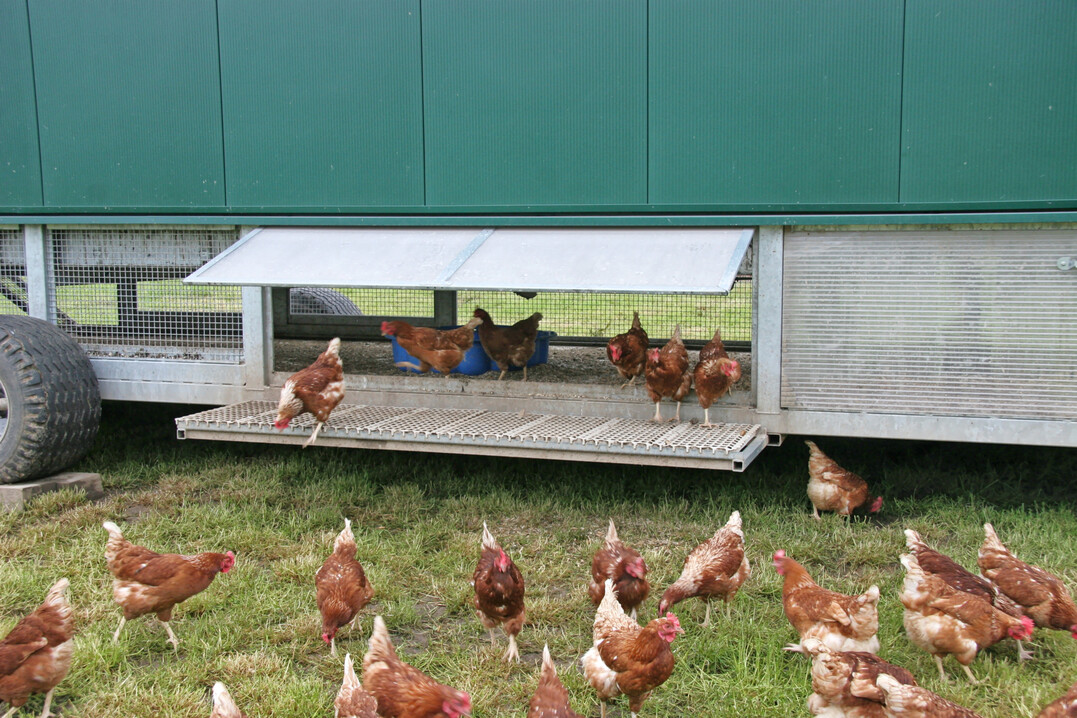 Die Vogelgrippe ist in einem größeren Nutzgeflügelbestand in Baden-Württemberg ausgebrochen. Laut Minister Peter Hauk, MdL, haben jetzt konsequente Biosicherheitsmaßnahmen allerhöchste Priorität.