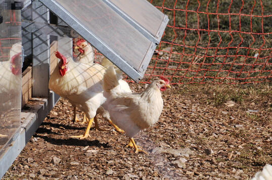 Nach dem Ausbruch der Geflgelpest auf einem Betrieb in llingen im Alb-Donau-Kreis gilt in der Region seit Samstag, 25. Oktober, eine Aufstallungspflicht fr Geflgel.