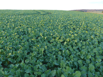 Frhsaat in der zweiten Augusthlfte in Gondelsheim (Landkreis Karlsruhe, Aufnahme am 18. Oktober 2025).