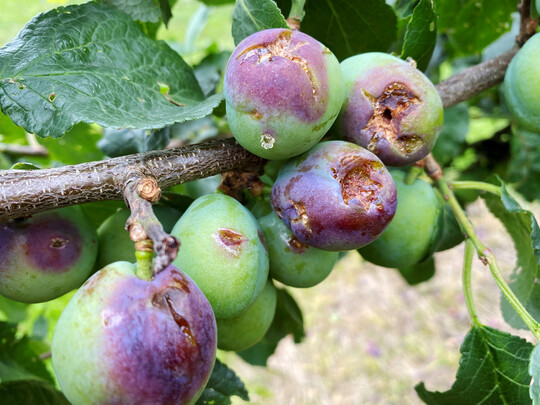 Hagelschaden: In Baden-Württemberg werden ab dem Antragsjahr 2026 Versicherungsprämien für Versicherungen des Ernteertrags gegen die Risiken Hagel, Starkfrost, Sturm und Starkregen für Kulturarten des Obst-, Wein- und Hopfenanbaus gefördert.