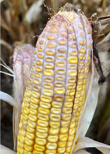 Infektion mit Fusariumpilzen (rtlich-weier Belag)