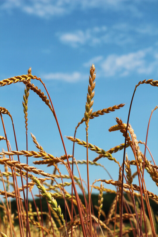 Der Dinkelmarkt ist schwankungsanfällig. Mangels einwandfreier Ware stehen die Preise derzeit aber nicht unter Druck.