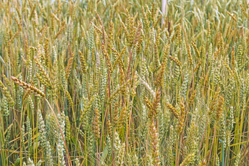 Eine Weizenpopulation sieht verschiedenartig aus, kann aber wie eine gleichartige Sorte geführt werden.