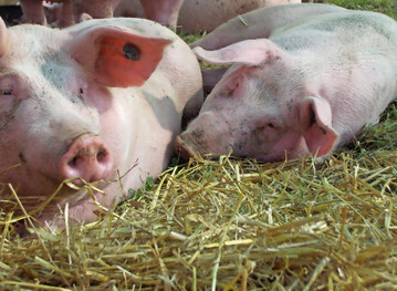 Schweine auf Stroh.