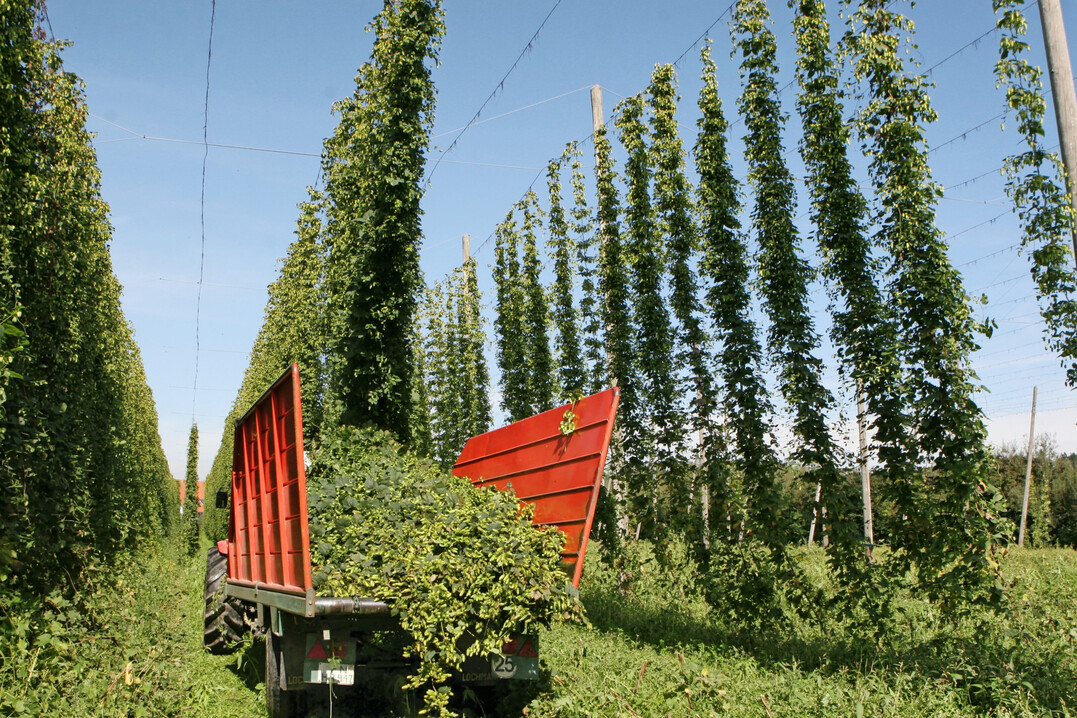 Der Hopfenanbau ist ab kommenden Jahr ebenfalls über das Förderprogramm Mehrgefahrenversicherung absicherbar.
