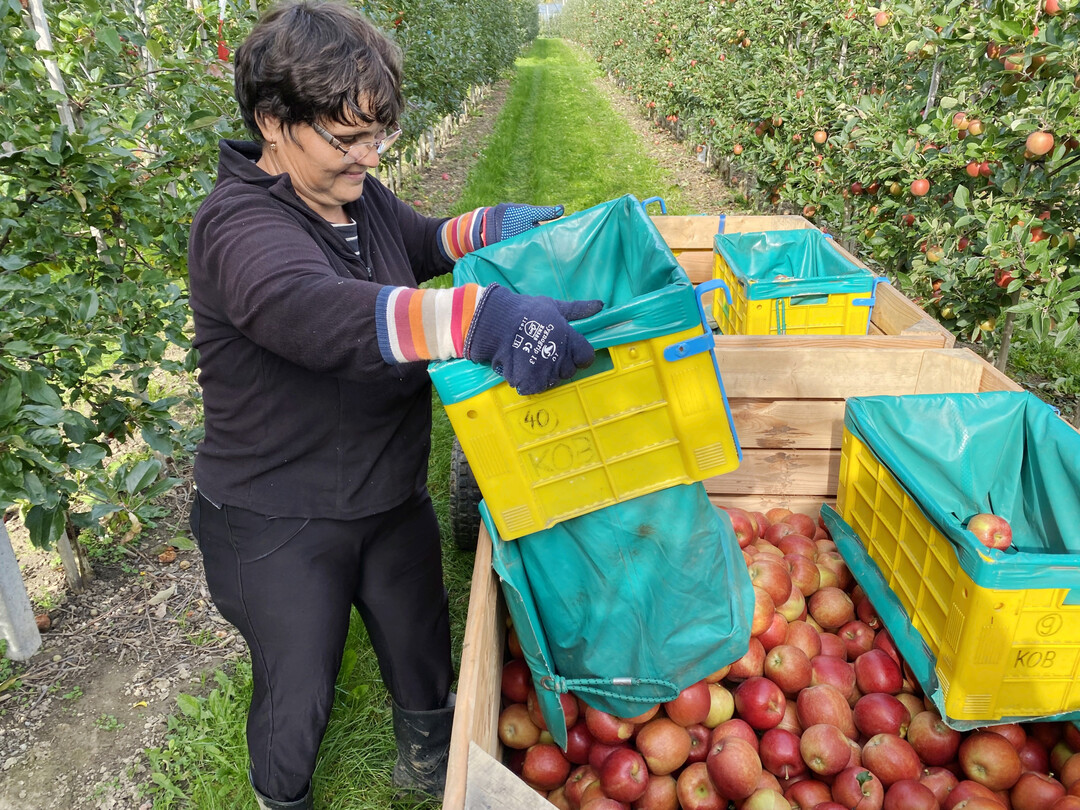 Angespannter Obstmarkt: Nach einer guten Vermarktungskampagne im Vorjahr wachse der Druck am Markt und das, obwohl die europ�ische Ernte nicht wesentlich h�her sei. 