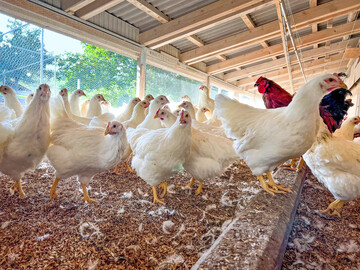 Der Bundesverband für Tiergesundheit (BfT) spricht sich für eine vorbeugende Impfung gegen die Vogelgrippe aus.