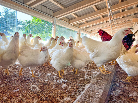 Der Bundesverband fr Tiergesundheit (BfT) spricht sich fr eine vorbeugende Impfung gegen die Vogelgrippe aus. 