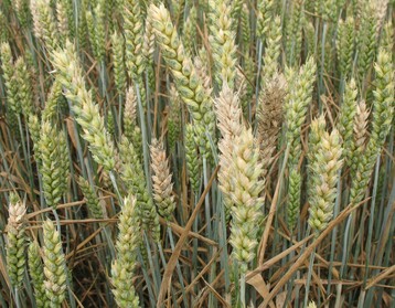Die Gefahr fr Fusarium ist witterungsbedingt gerade ziemlich gro