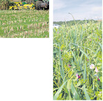 Biogasbetriebe haben viele Möglichkeiten, die Fruchtfolge zu erweitern und ökologische Vorrangflächen zu schaffen, etwa mit Untersaaten oder Zwischenfrüchten.