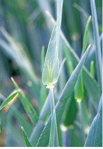Magnesium im Stadium des Ährenschiebens vermindert Trockenstress.
