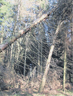 Geworfene und angeschobene Fichten werden vom Buchdrucker rasch entdeckt und besiedelt, hier im zweiten Jahr nach einem Sturm.