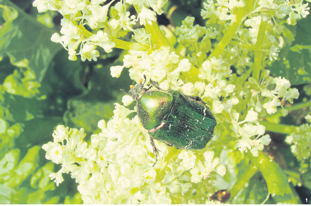 Schön anzusehen: der Rosenkäfer. Hier beim Fraß an Rhabarberblüten.