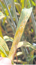 Gelbrost an Winterweizen.