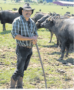 Willi Wolf hält auf seinen Weiden rund um Hohenstein auf der Schwäbischen Alb 300 Wasserbüffel.