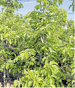 Auch wenn kein Ertrag zu erwarten ist, müssen Pflegemaßnahmen fortgeführt werden, um höhere Kosten im Folgejahr zu vermeiden.