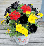 Ein Trio in den deutschen Nationalfarben, so wie bei diesem Gattungs-Mix aus Verbenen, Goldmarie und Petunien, ist ein lustiges Mitbringsel zur Fußball-Party.