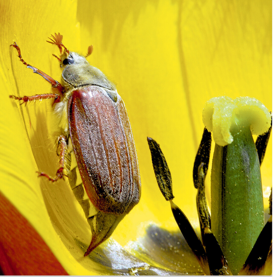 Dieser Brummer ist in einer Tulpenblüte gelandet. Bei sommerlichen Temperaturen sind Maikäfer vielerorts schon im April geflogen. In Baden wird zwar teils mit einem starken Maikäferflug gerechnet. Das Landwirtschaftsministerium erwartet aber keine schwere Käferplage in Baden-Württemberg.