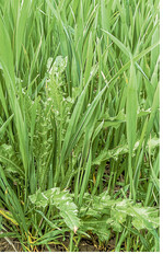 Disteln können in Getreide auf chemischem Wege vergleichsweise einfach und günstig reguliert werden.