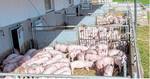 Eine wachsende Zahl von Verbrauchern legt Wert darauf, dass Schweine und andere Nutztiere möglichst tiergerecht gehalten werden. Darauf reagiert der Einzelhandel nun mit einem Haltungssiegel.
