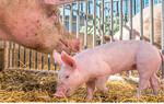 Schweinehalter müssen sich zukünftig mit einer noch tier- und umweltfreundlicheren Schweinehaltung anfreunden, um weiterhin die Akzeptanz der Gesellschaft zu gewinnen.