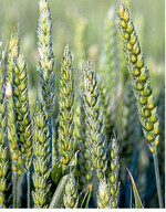 Bei der Ährenbehandlung ist die richtige Düsentechnik ein entscheidender Baustein für den Erfolg.