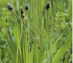 Spitzwegerich ist allgegenwärtig, aber in der Küche eher noch ein Exot.