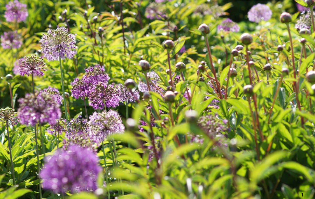 Eine sehr ansehnliche Kombination der Zierlauchsorte Purple Sensation mit knospenden Pfingstrosen.
