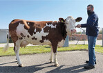 Diese Harun-Tochter von Familie Rettenmaier aus Simmisweiler wusste mit einen Tagesgemelk von 35,8 kg Milch zu überzeugen.