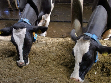 Für die Rationsberechnung von Milchkühen soll schon bald die umsetzbare Energie (ME) als maßgebliche Größe herangezogen werden.