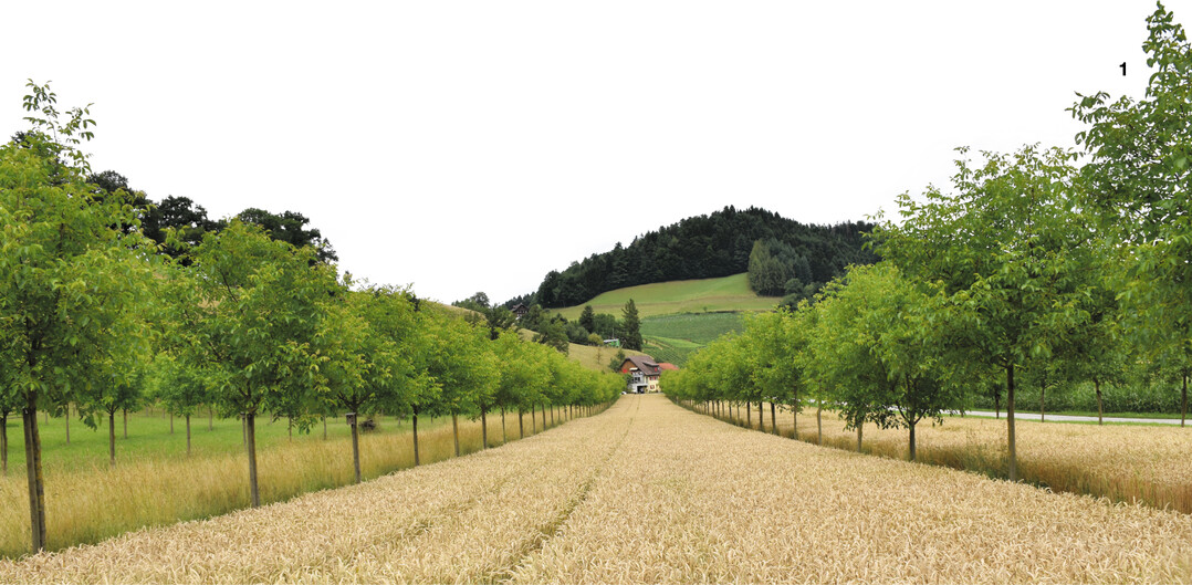Mit der neuen GAPDZV werden Agroforstsysteme ab 2023 direktzahlungsfähig.