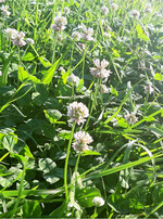 Beim Weißklee unterscheidet man zwischen groß-, mittel- und kleinblättrigen Sorten. Während erstere mehr Trockenmasse erzeugen, punkten letztere mit mehr Ausläufern und durch eine bessere Ausdauer.