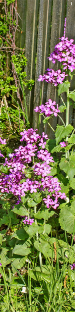 Mondviolen versamen sich gerne selbst.