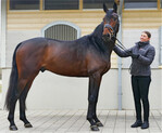 Ein Hengst mit berühmter Abstammung: Stolz präsentiert die Servicestellenleiterin Melanie Lott den eleganten Hengst Revival.